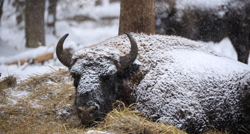    Фото: Министерство природопользования и экологии ВО