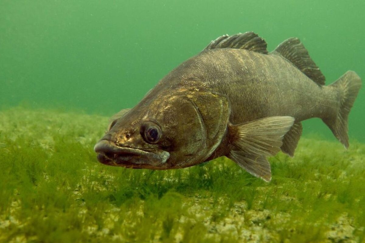 Фото с сайта: https://rutube.ru/video/d3fe365b1ca9a6b2ede8afa6ce418fc2/