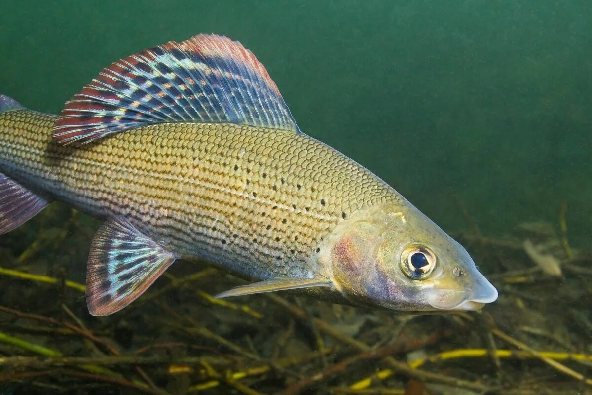 Фото с сайта: https://mavink.com/explore/Norwegen-Fischen