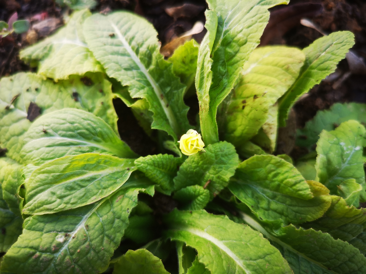 Собралась распускаться примула