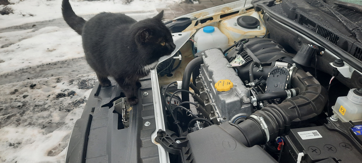 Фото из открытых источников 