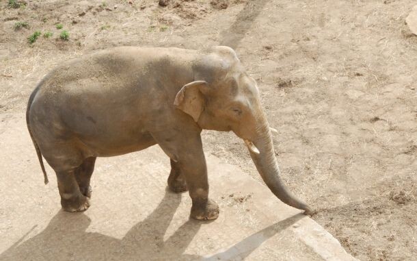 Фото: официальный сайт Московского зоопарка 