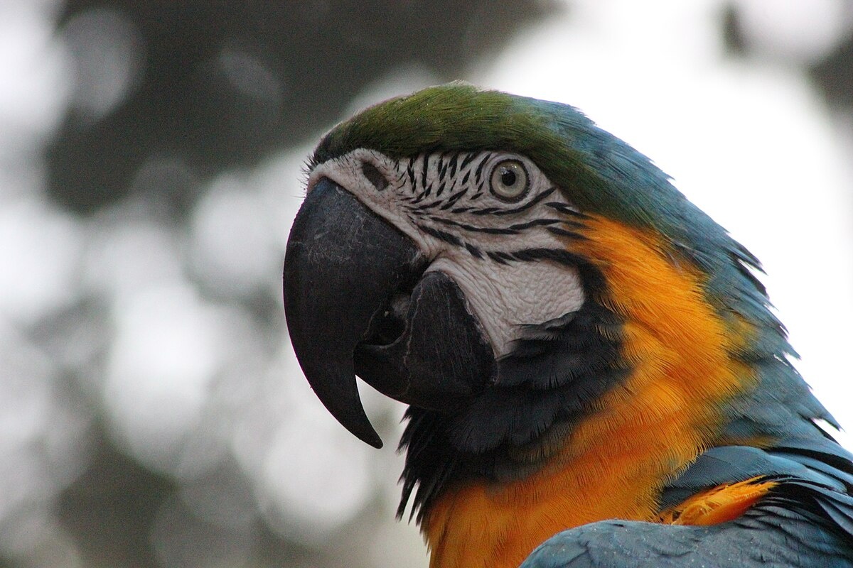 Фото с сайта: https://commons.wikimedia.org/wiki/File:Ara_ararauna_headshot_at_Parque_das_Aves.jpg