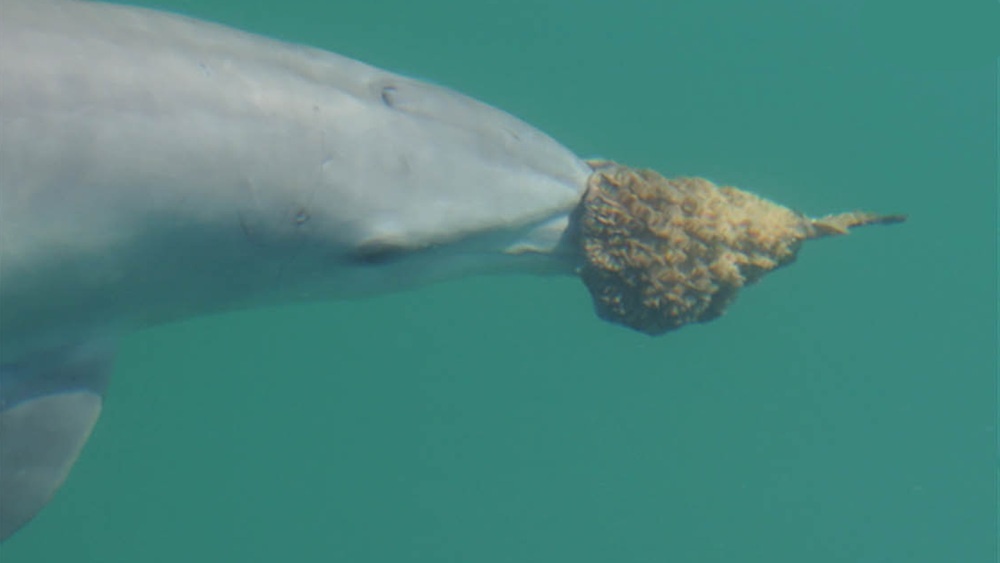     Фото: Royal Society Open Science