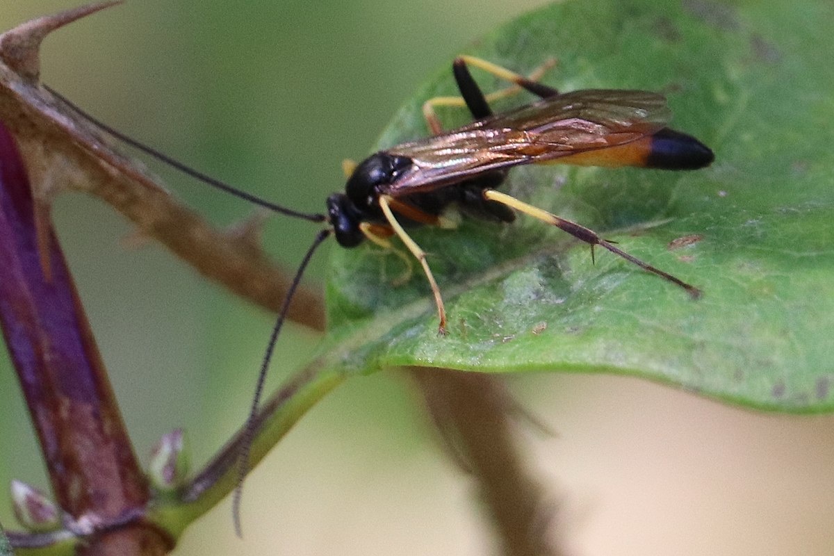 Фото с сайта: https://commons.wikimedia.org/wiki/File:Schiermonnikoog_-_Sluipwesp_(Ichneumonidae%3F).jpg