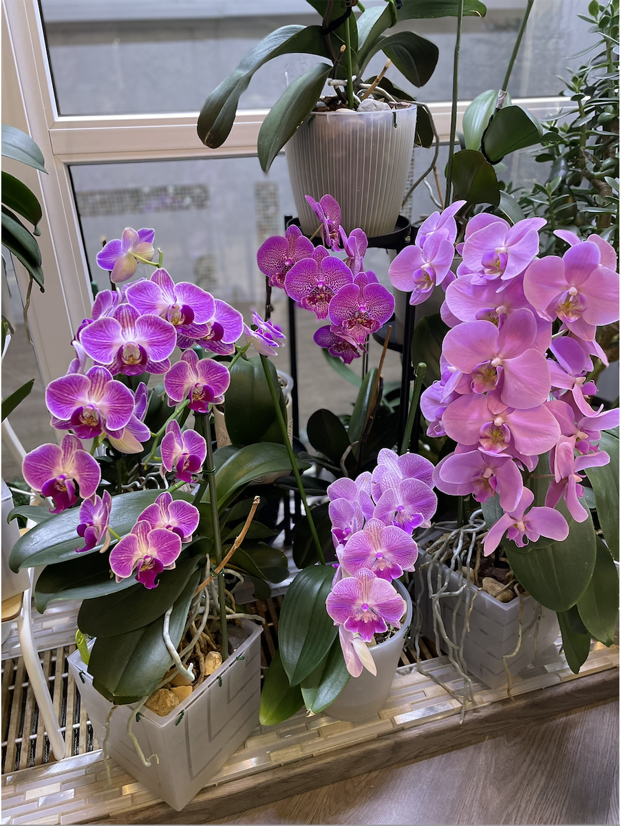 Моя коллекция орхидей. Орхидеи С Еленой Кузнецовой