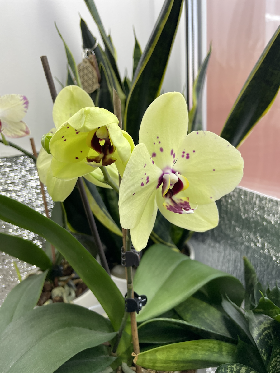 Орхидея фаленопсис Альбуфейра. Орхидеи С Еленой Кузнецовой