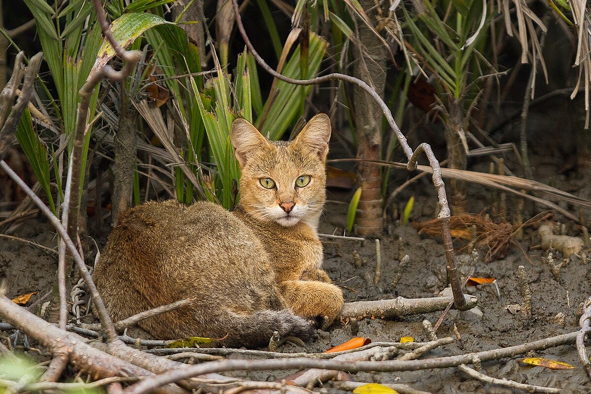 Фото с сайта: https://commons.wikimedia.org/wiki/File:Jungle_Cat_in_Sundarban.jpg