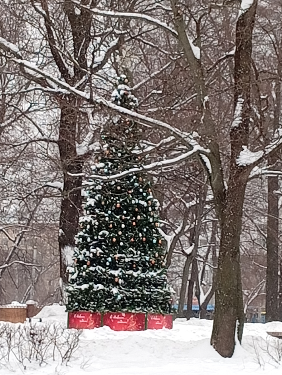 Елки еще торчат везде. Теперь до м