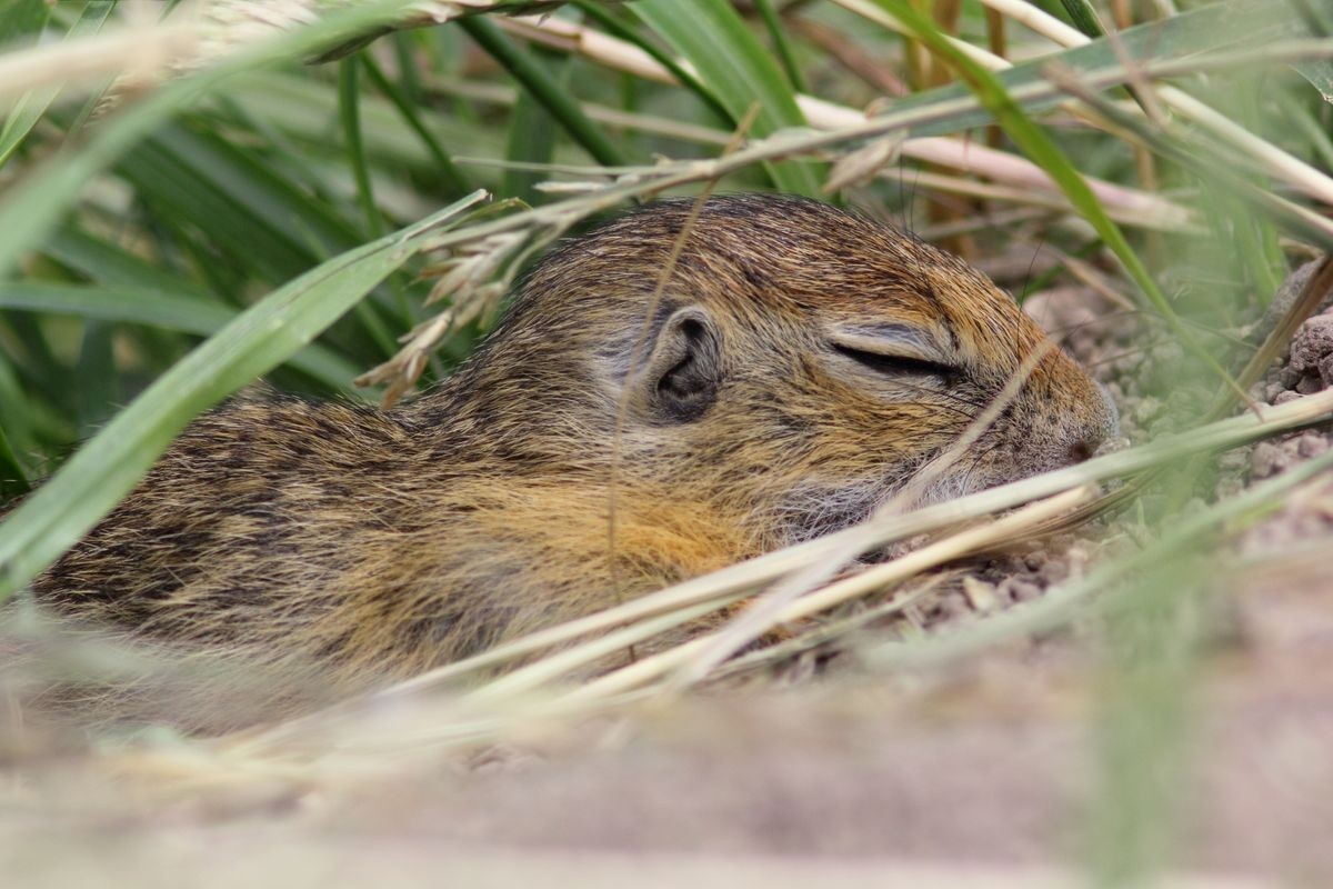 Фото с сайта: https://smartpress.by/idea/zoo/rabotayut-chasovymi-po-ocheredi-i-spyat-sidya-chto-my-znaem-o-krapchatykh-suslikakh-i-pochemu-ikh-st/