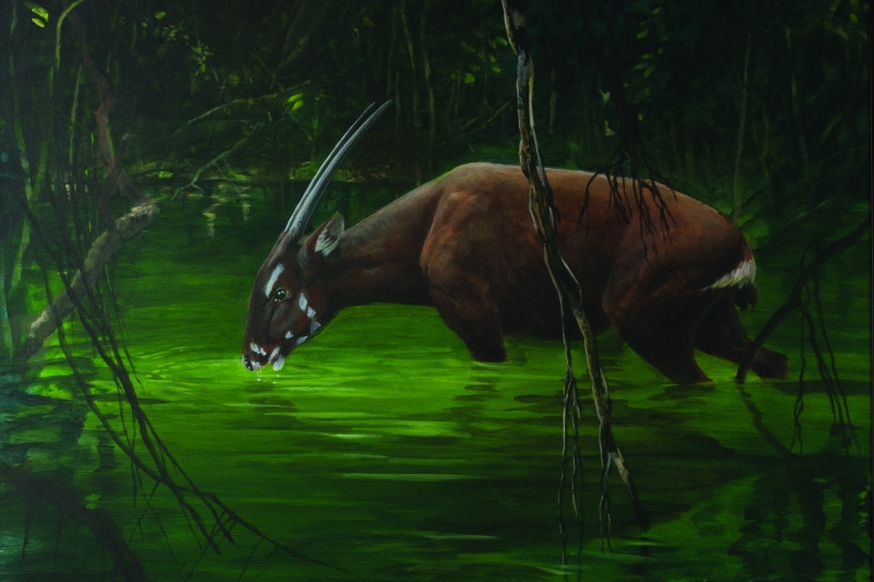 Если смотреть на саолу строго в профиль, ее тонкие рога сливаются в один, создавая иллюзию единорога. Источник фото - https://golnk.ru/0X3KD