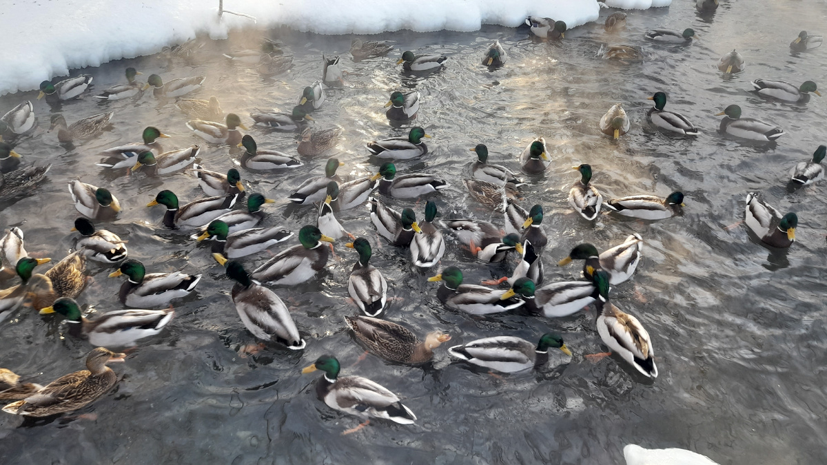 Листайте галерею.