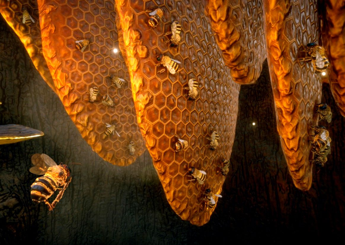 Пчелиный улей.  Изображения взяты из открытых источников.