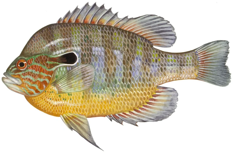 Lepomis megalotis