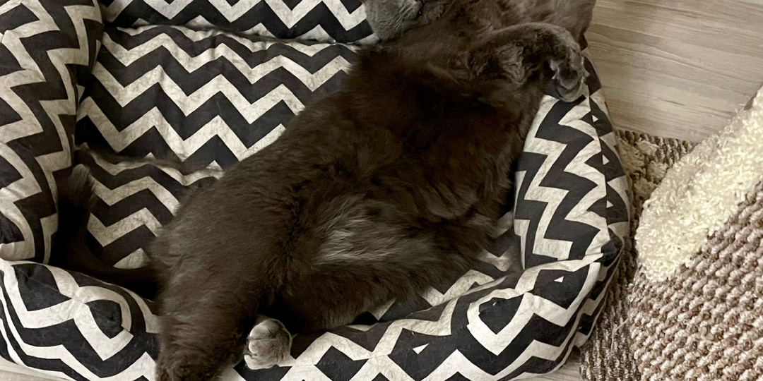 От простых шалостей до реальных проблем. 5 привычек домашней кошки, которые могут ей навредить