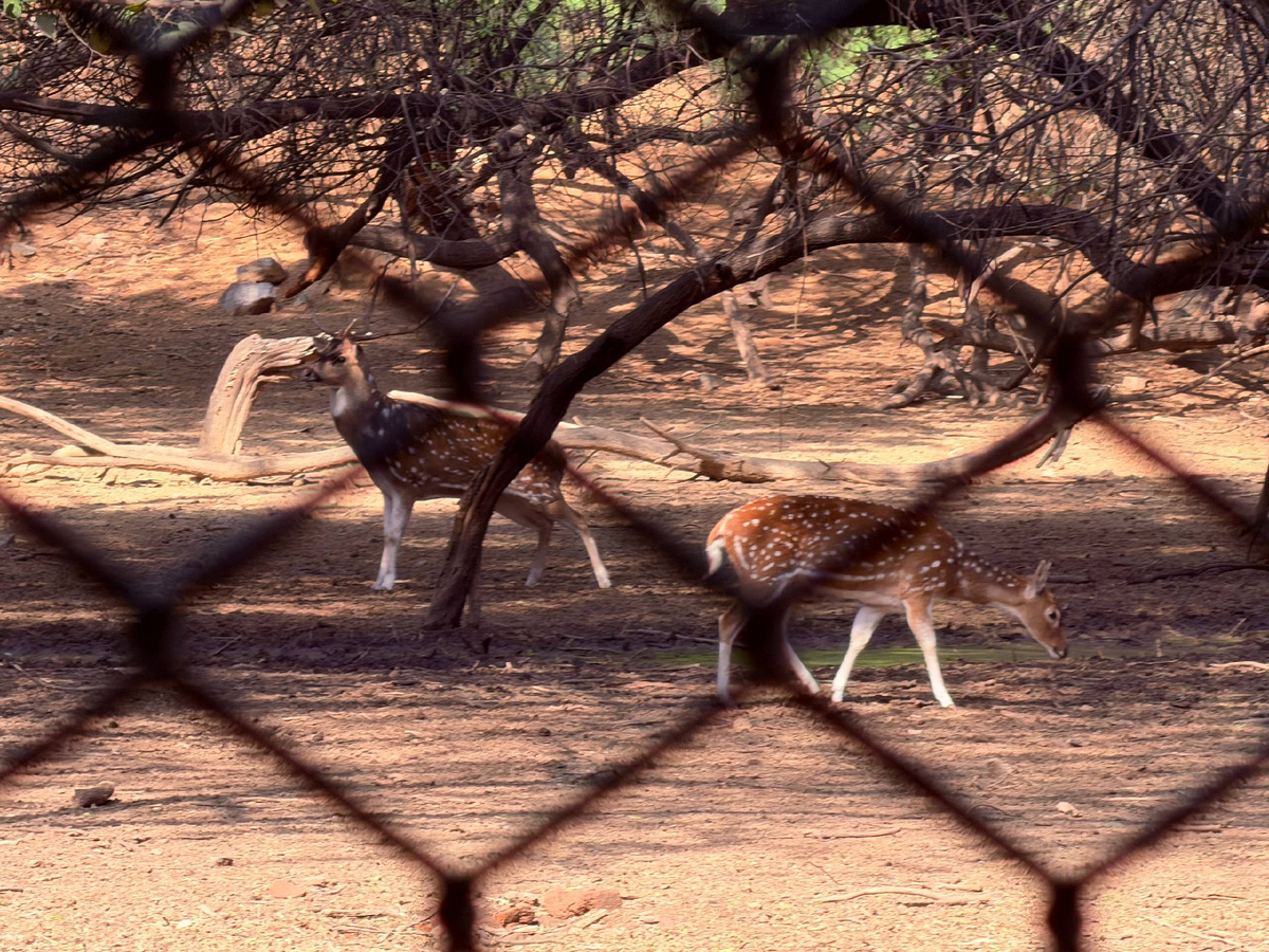 Deer Park в Нью-Дели