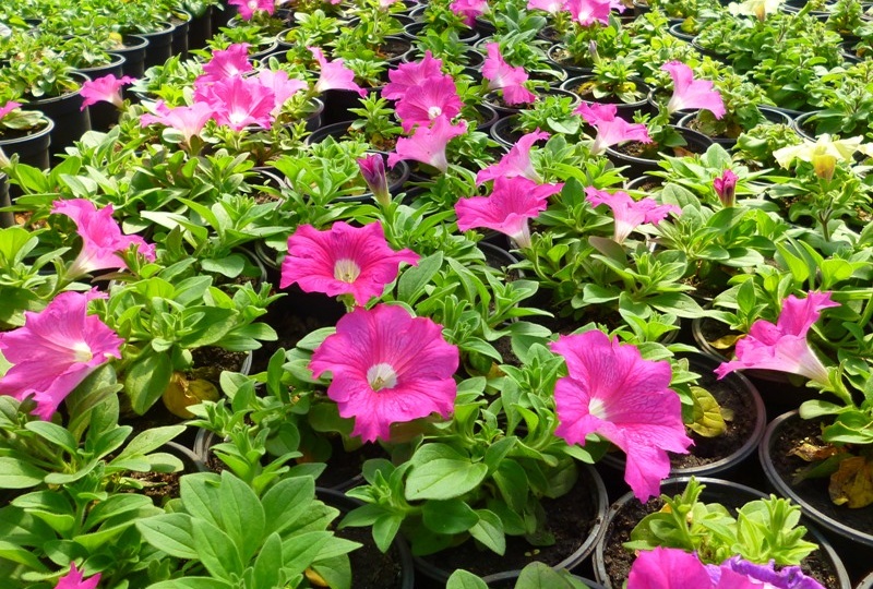 Когда сеять петунию, чтобы она зацвела уже в апреле – мае