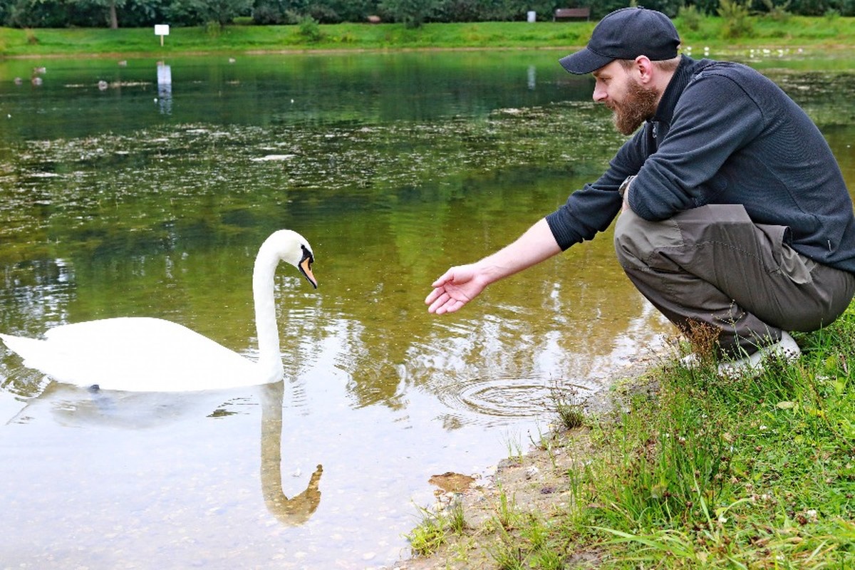 Фото с сайта: https://vm.ru/society/821377-moskvichi-sobirayut-dengi-na-priobretenie-partnershi-dlya-lebedya-dusi-iz-sokolnikov