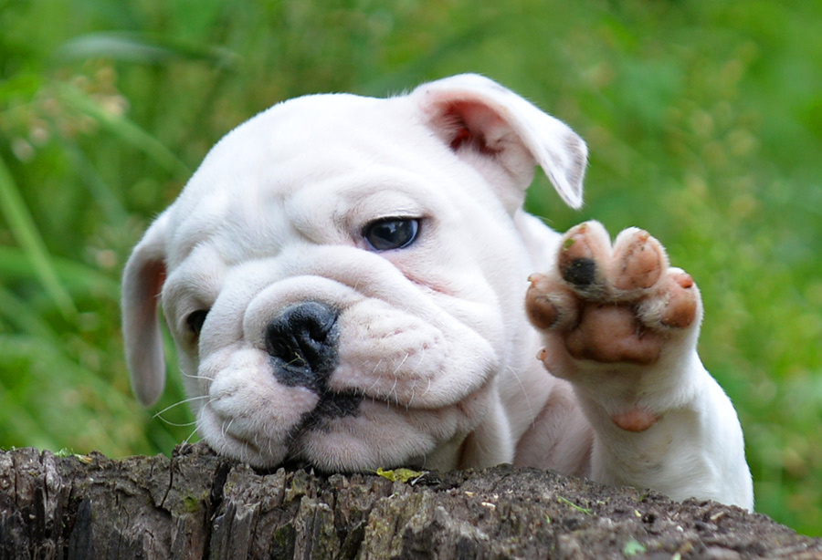 источник фото: https://www.bulldogs.su/puppies/puppy_3608.jpg