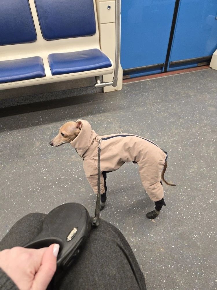 Курсирует теперь в метро, туда-сюда.