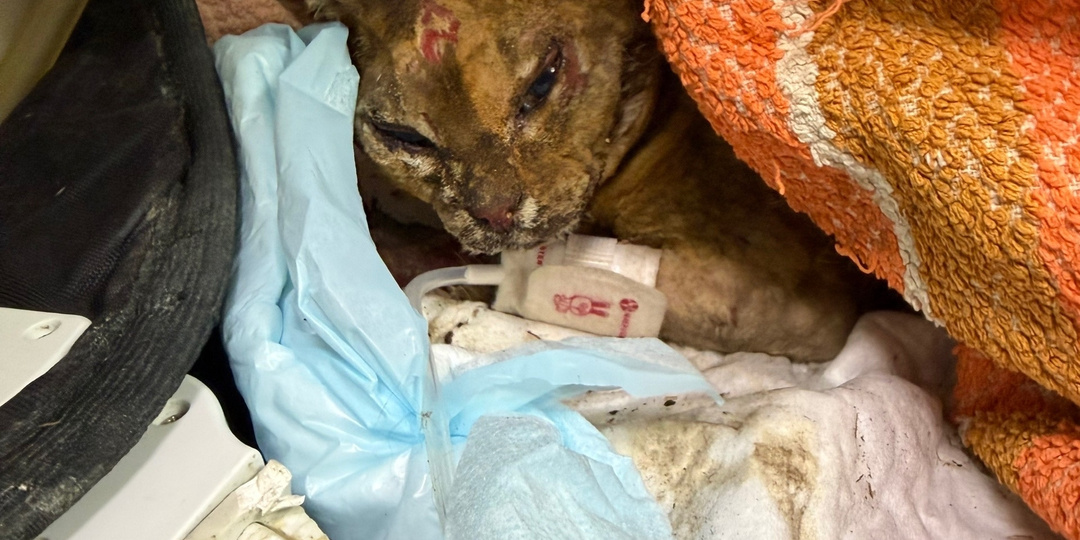 Псковские сотрудники МЧС спасли кошку Искорку, пострадавшую при пожаре