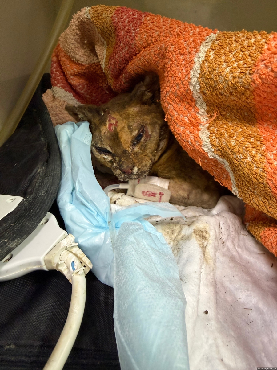 Фото здесь и далее из группы приюта «Шанс» в соцсети «ВКонтакте»