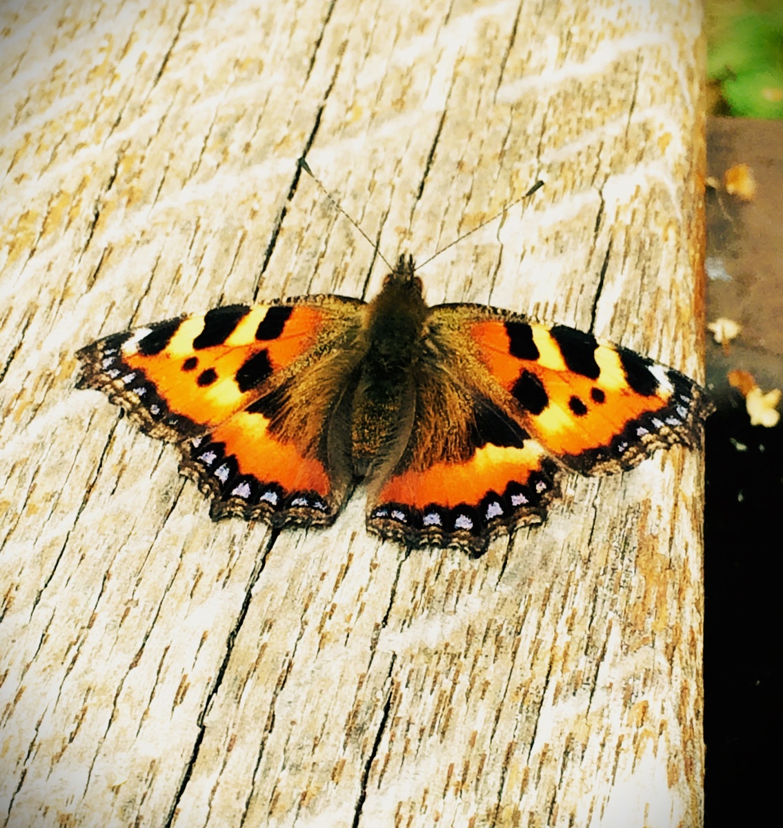 Личное фото