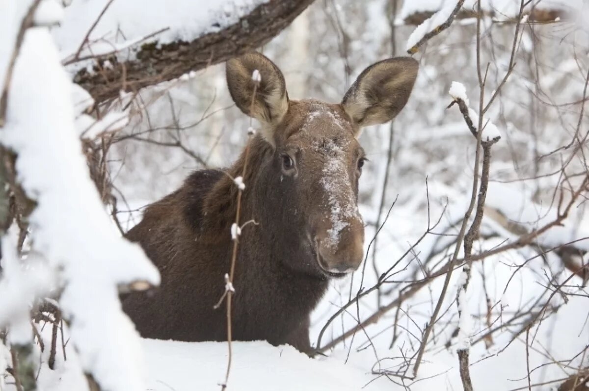    После обильных снегопадов лоси нередко выходят на дороги. Советуем водителям снизить скорость. Днём-то не всегда можно вовремя заметить животных, а ночью риск столкнуться с ними сильно возрастает.