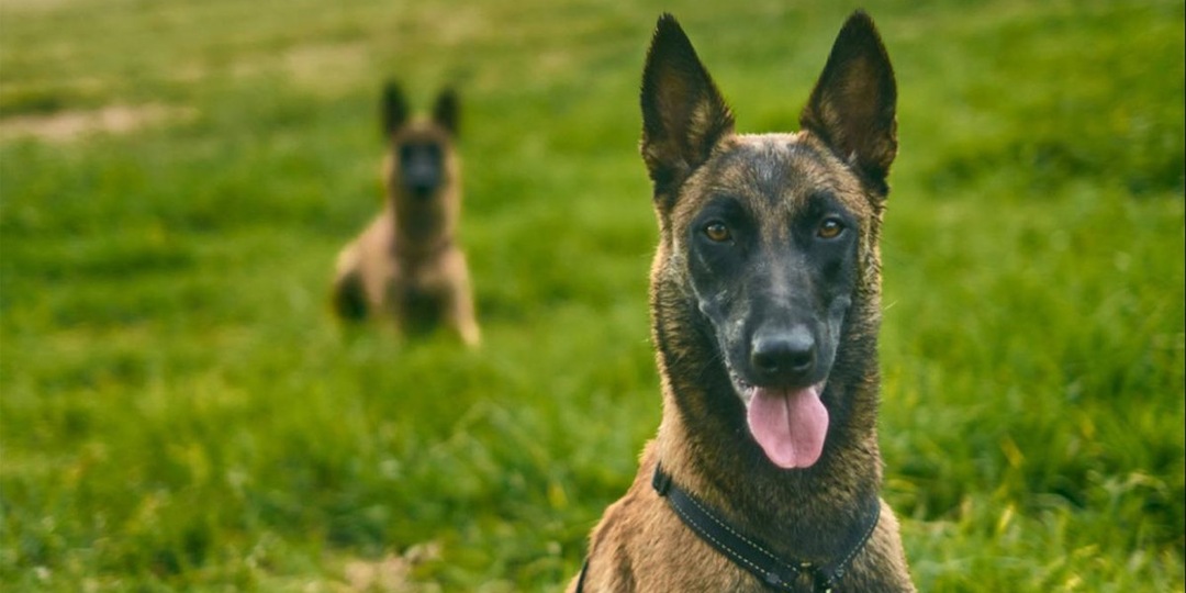 Самые храбрые собаки: рейтинг пород с фото и описанием