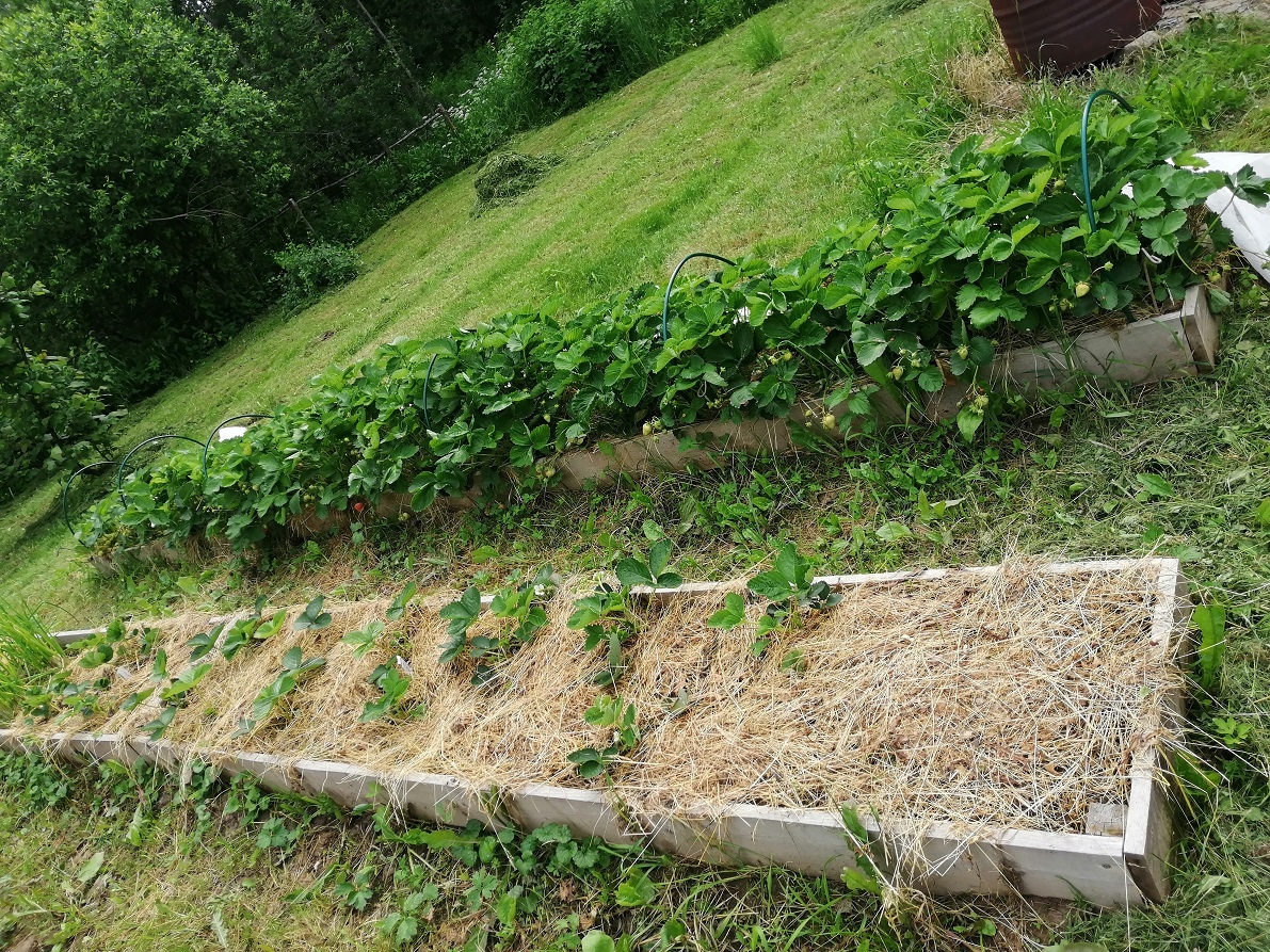 22.06.25 - на дальней грядке видны уже красные ягодки