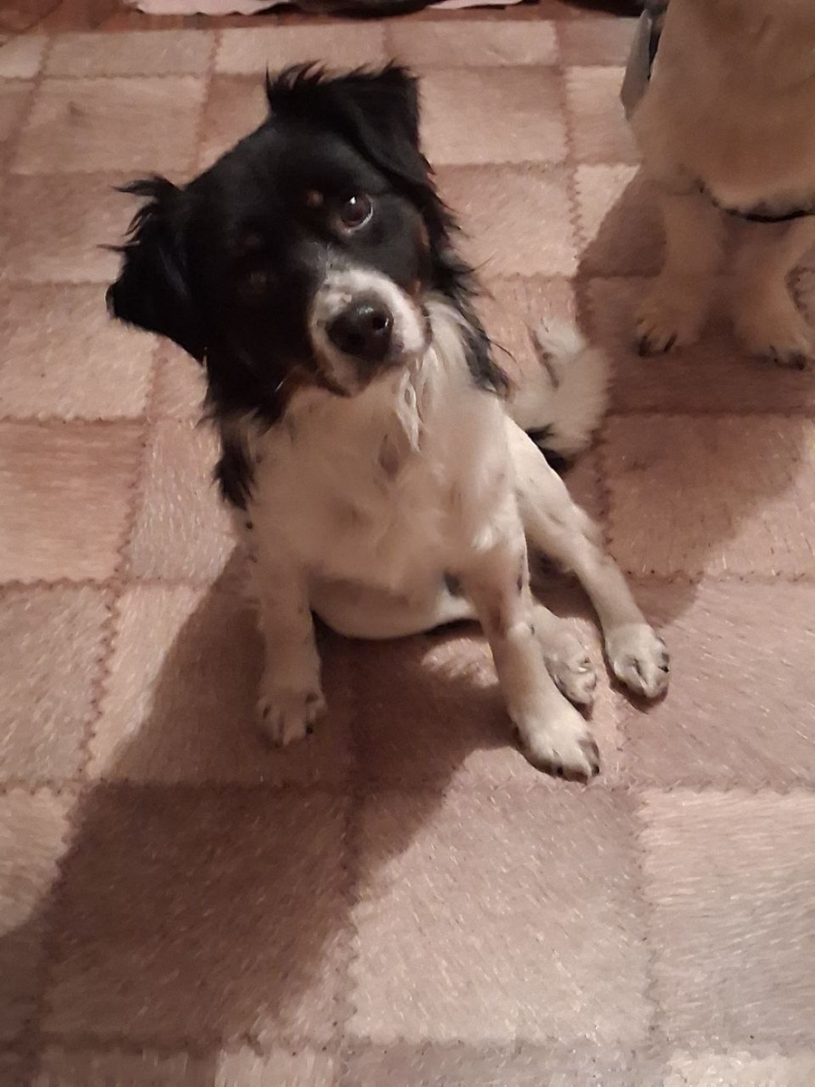 Озорник Тимоша