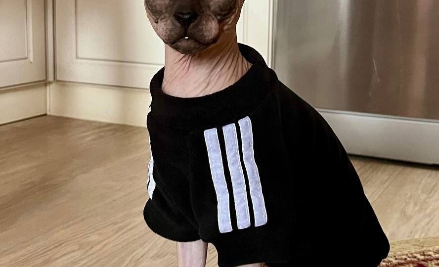 #муркотики_дома