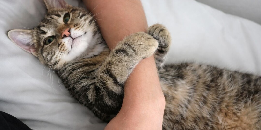 Почему кошка обнимает вашу руку: 3 сценария — от «Ты мой» до «Стоп»