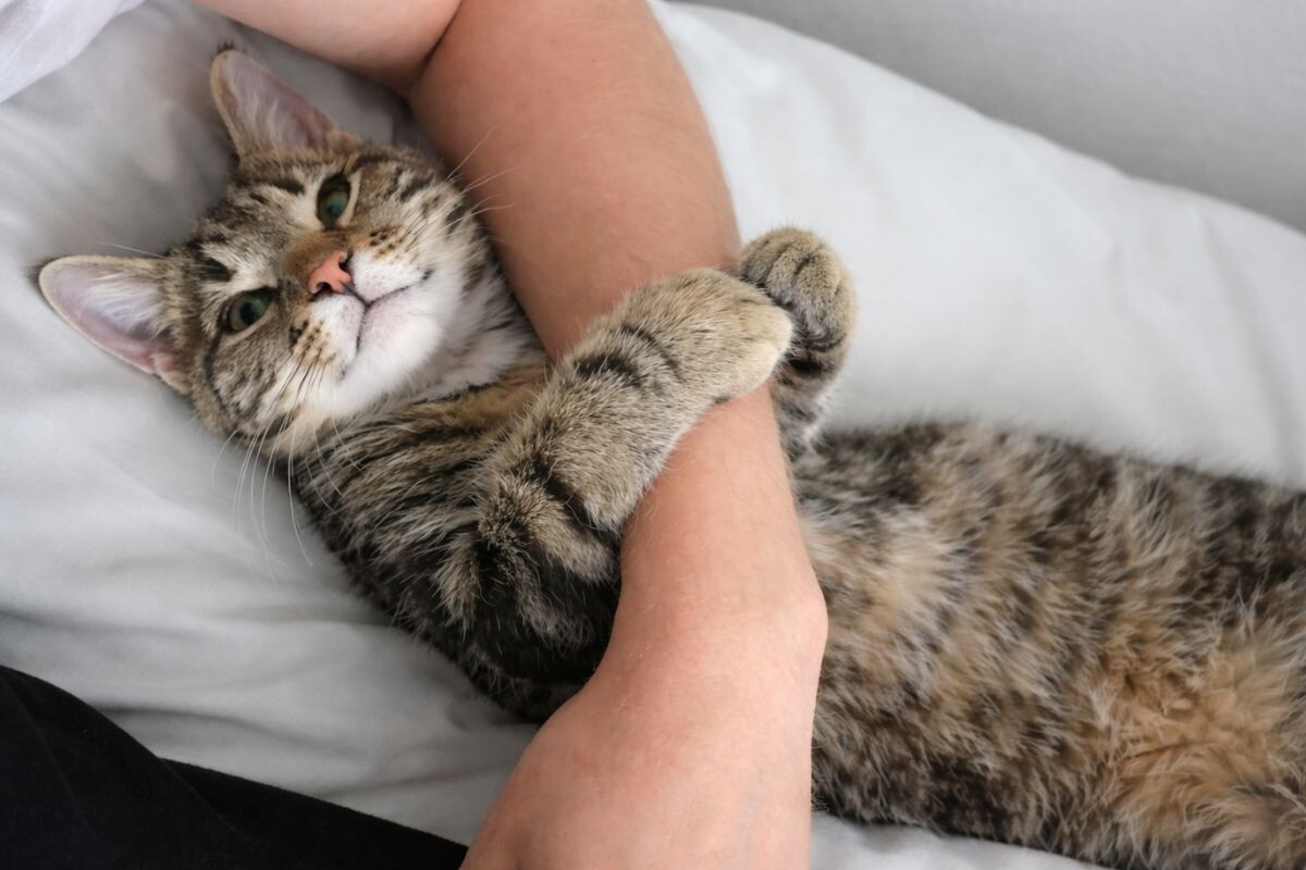 Кот обнимает руку 