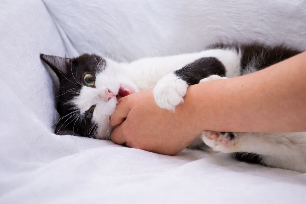 Котик делает «кусь»