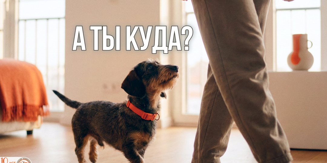 Собака ходит за вами по пятам: когда это доверие, когда – болезнь, и чем это опасно