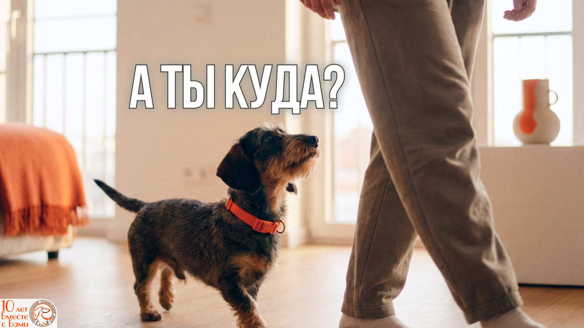 Уют, перерастающий в зависимость: где грань между собачьей любовью и тревожным расстройством. | Иллюстрация: DogSelf