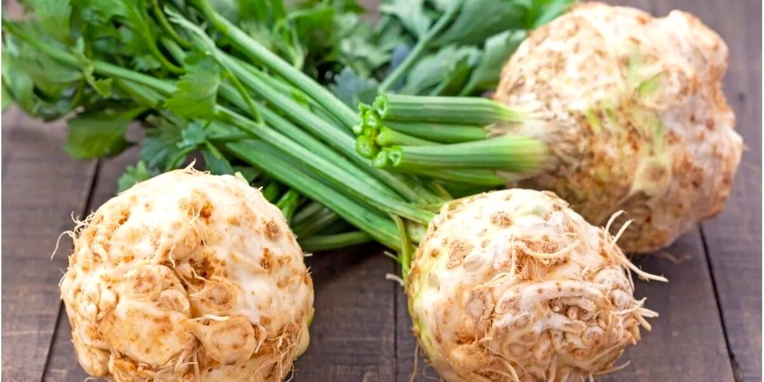 Сельдерей- как вырастить хрустящие черешки или крупный корнеплод даже в Сибири. Пошаговый план