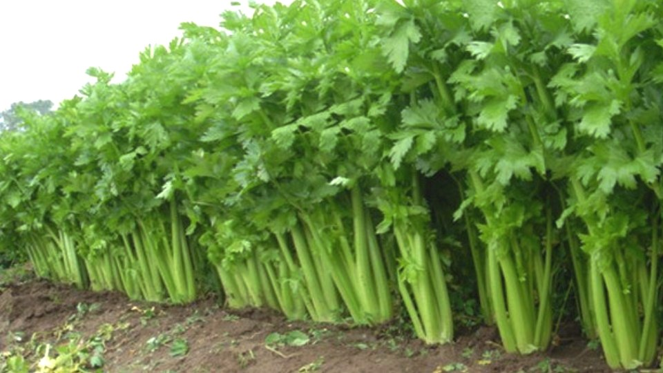 Черешковый сельдерей