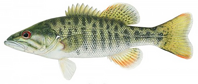 Micropterus pucpuggy