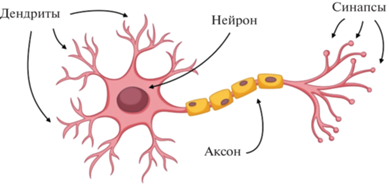 Нейрон - основная единица нервной системы