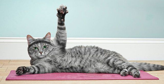 Породистые и беспородные: 4 мифа о кошках, из-за которых владельцы вредят питомцу