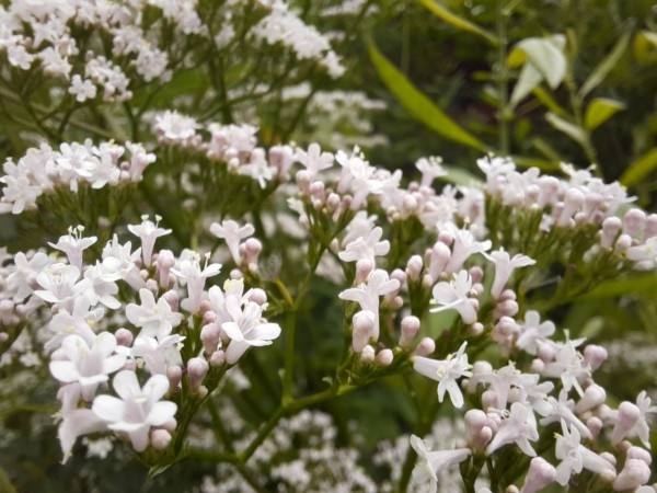 Почему я не сажаю валериану в саду, хотя очень люблю это растение