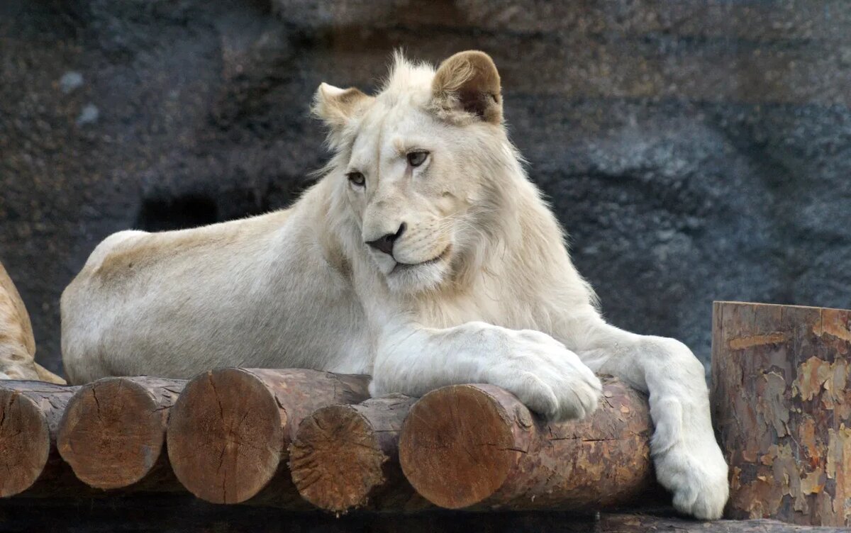    Белый лев Оскар отмечает 17-й день рождения в зоопарке Удмуртии