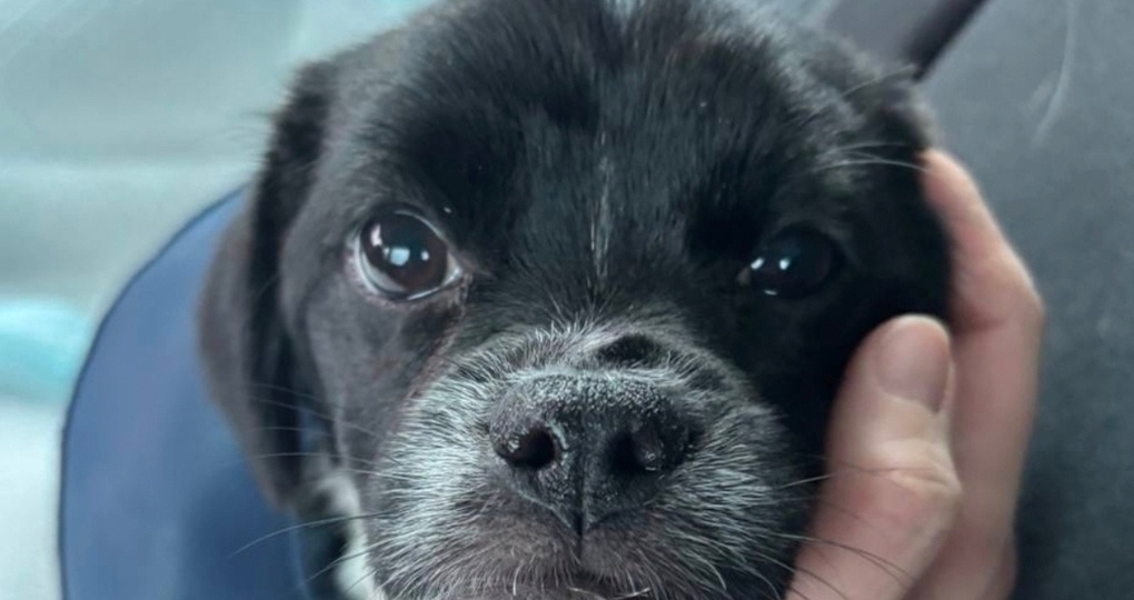 Калужан просят помочь Пирожку