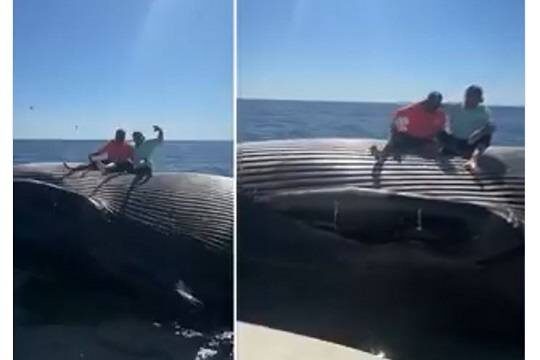    В сети завирусилось видео с пьяными рыбаками на дрейфующей туше кита