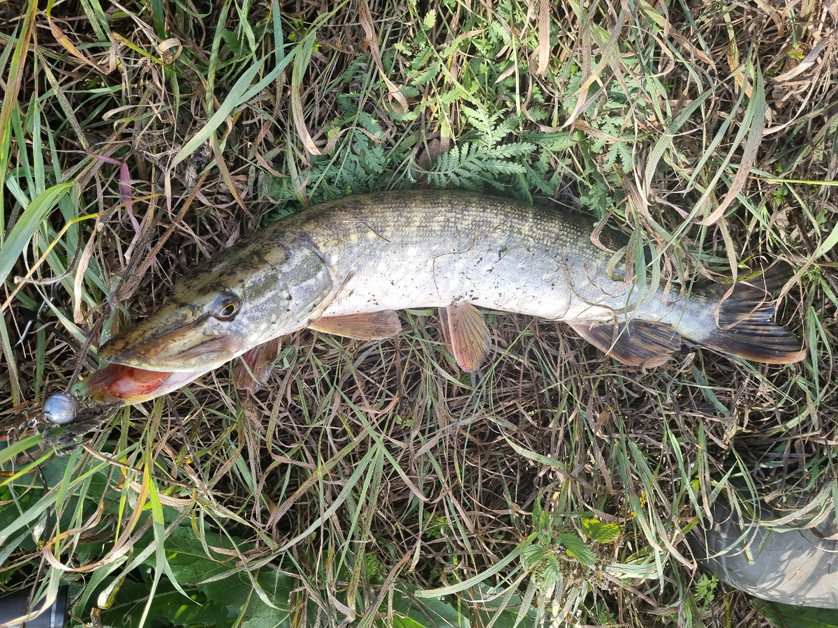 Стандартная щука реки Упы. Тульская область.