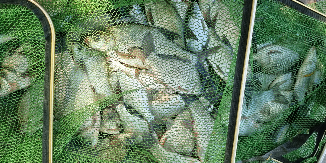 Куда делась рыба из наших водоёмов? Кто виноват и что делать?