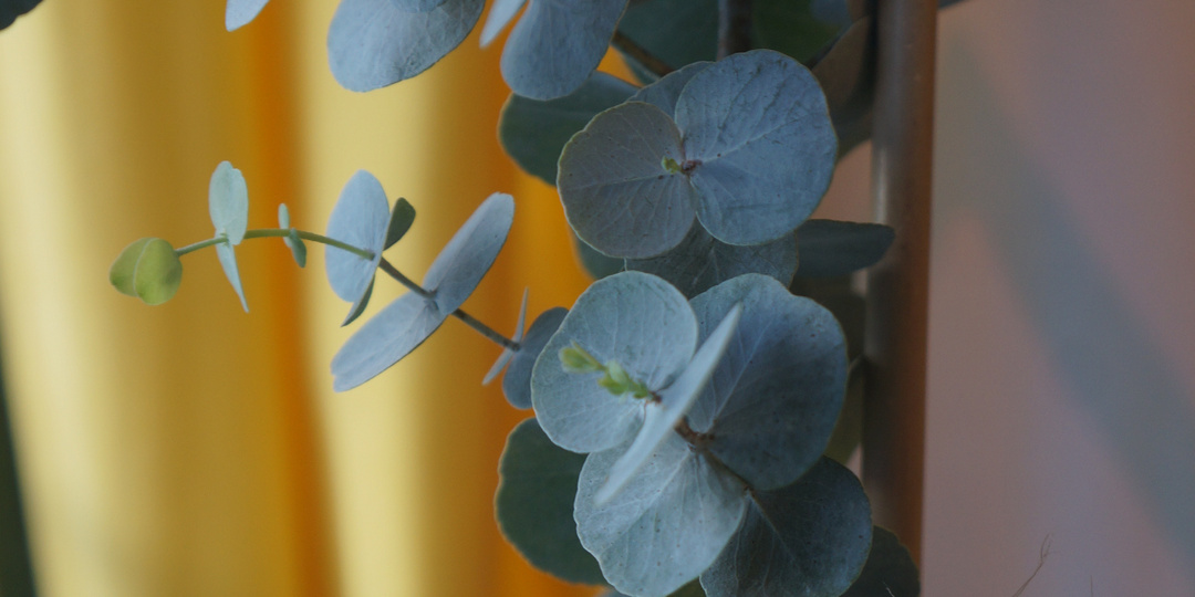 Комнатный “карликовый” эвкалипт Сильвер Доллар – как я стала рабой бешенного насоса