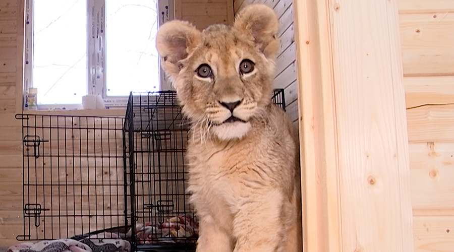 Врачи спасли изъятую у лакшери-блогера покалеченную львицу Шейлу
